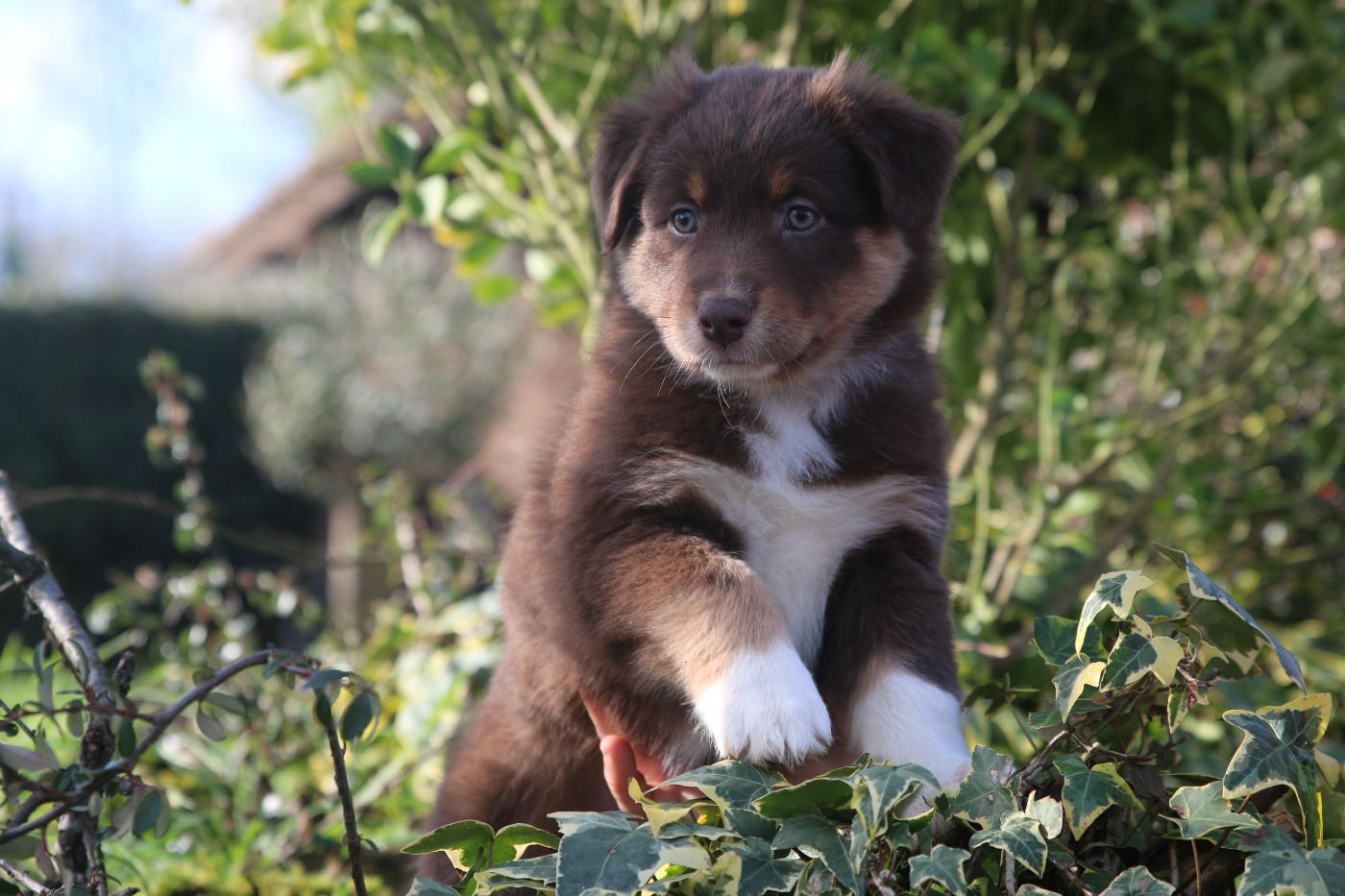 Bloody Mary Pearls'Love Lee