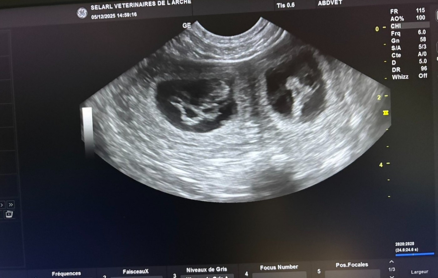 GESTATION CONFIRMEE !!