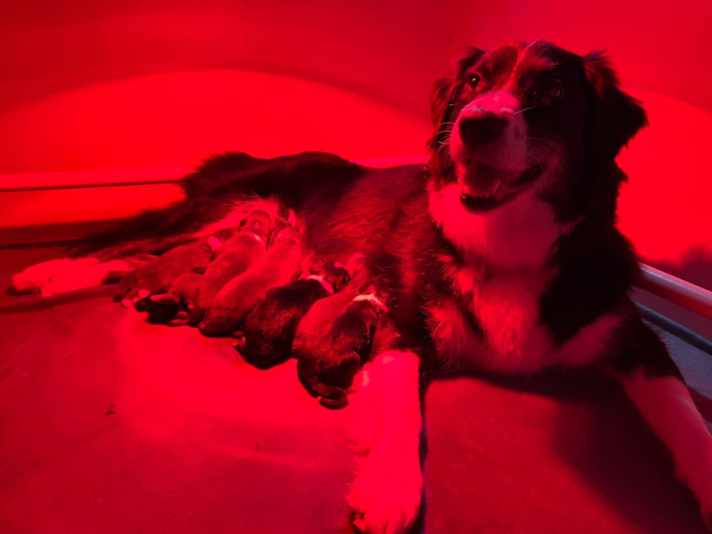 Pearls'Love Lee - Berger Australien - Portée née le 05/01/2026