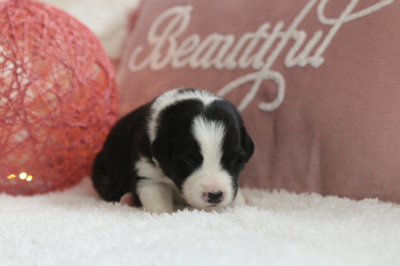 Pearls'Love Lee - Chiots disponibles - Berger Australien