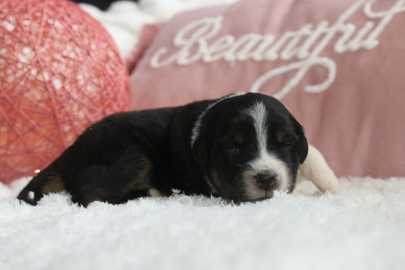 Pearls'Love Lee - Chiots disponibles - Berger Australien