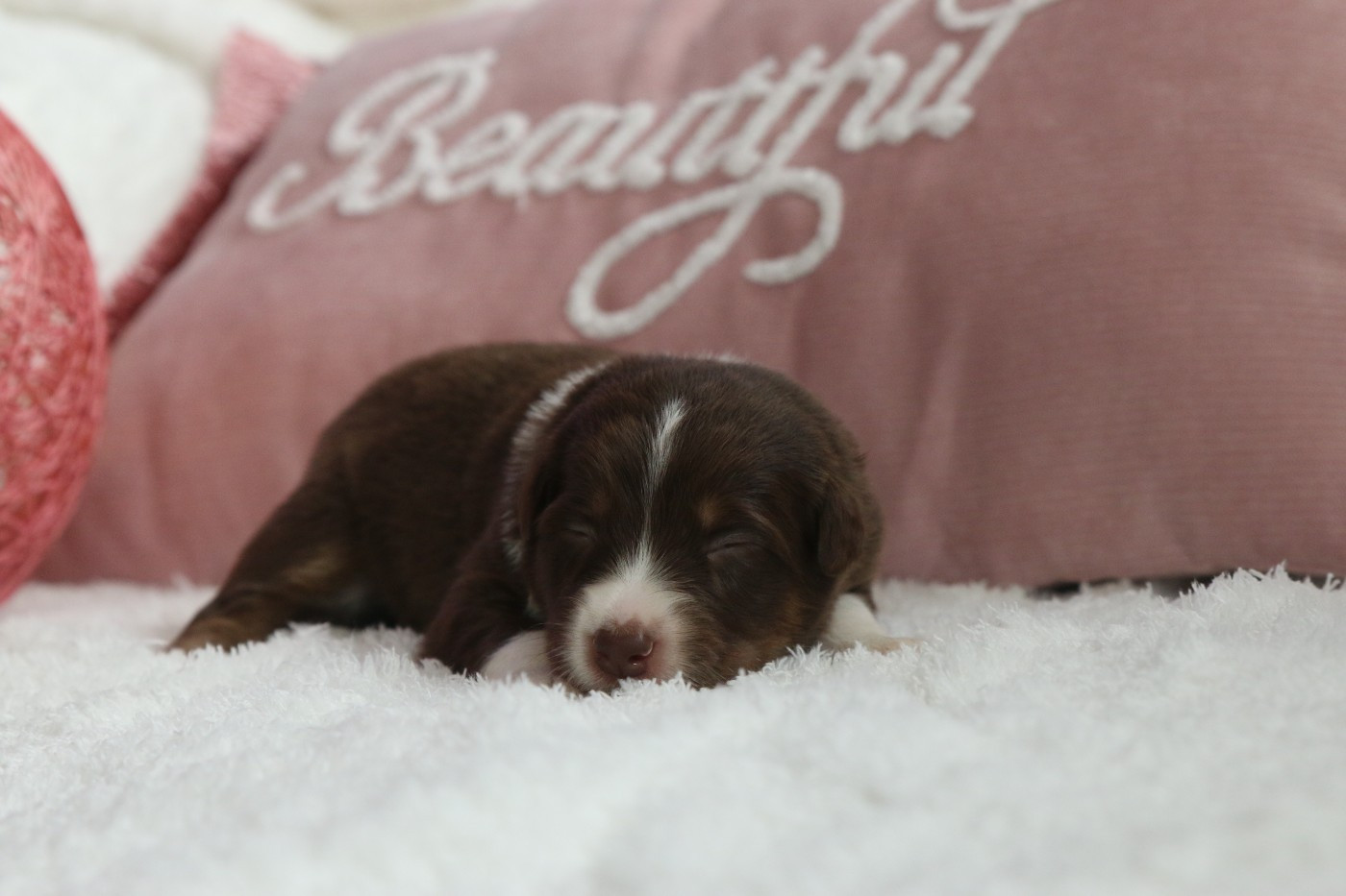 Pearls'Love Lee - Chiots disponibles - Berger Australien