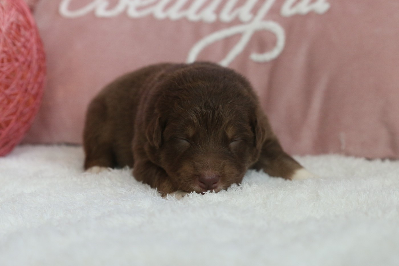 Pearls'Love Lee - Chiots disponibles - Berger Australien