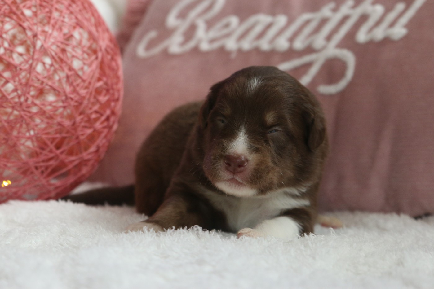 Pearls'Love Lee - Chiots disponibles - Berger Australien