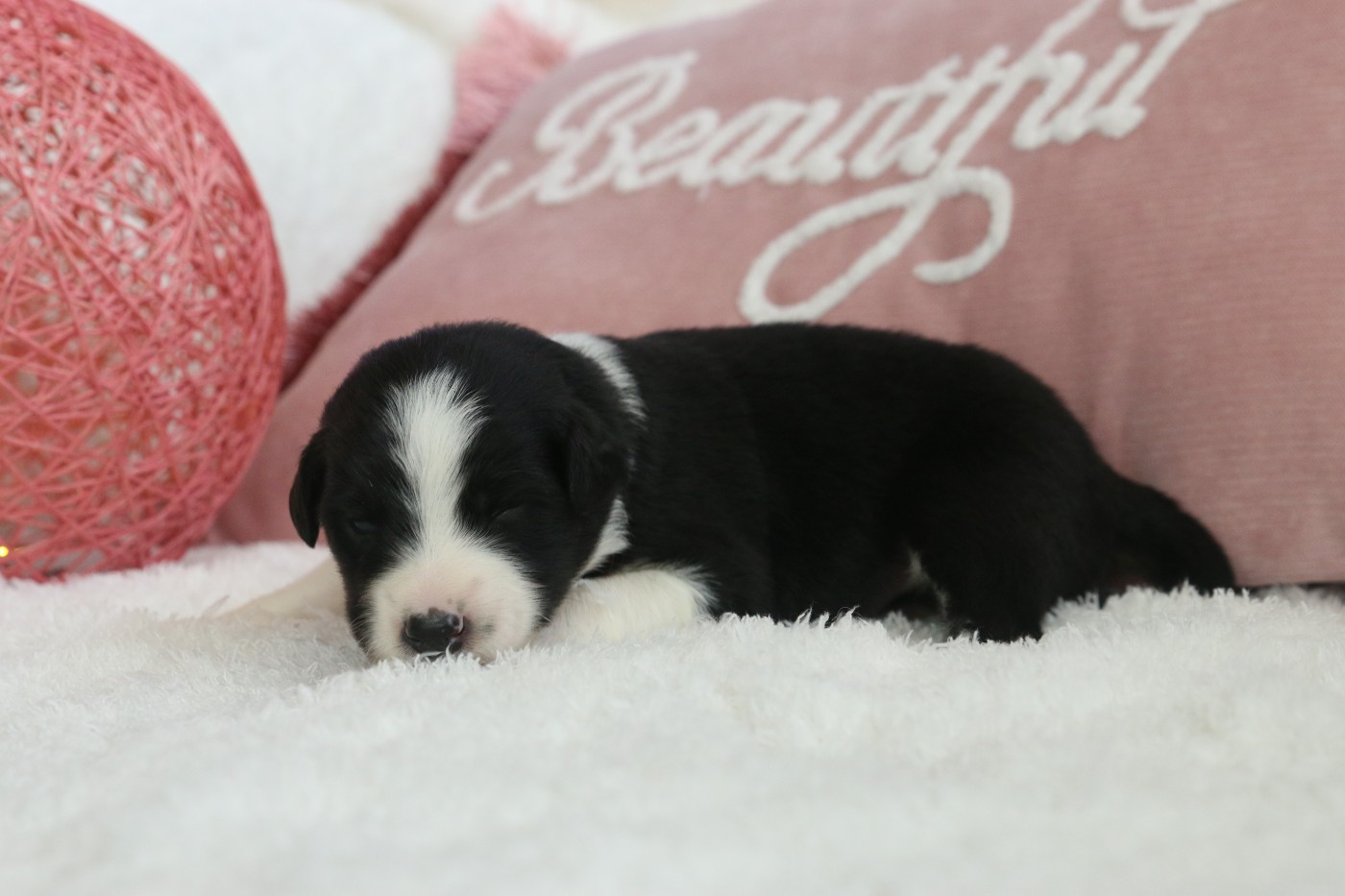 Pearls'Love Lee - Chiots disponibles - Berger Australien