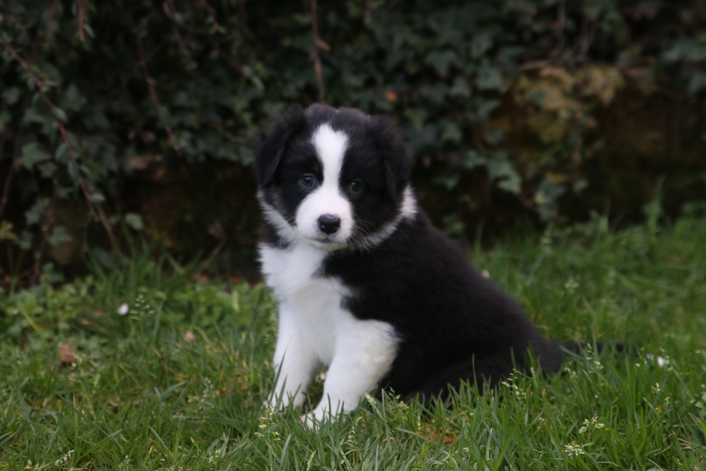 Pearls'Love Lee - Chiots disponibles - Berger Australien