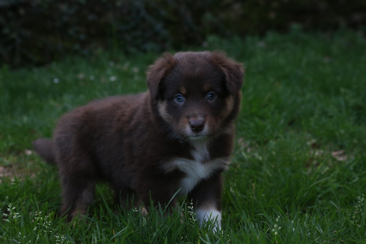 Pearls'Love Lee - Chiots disponibles - Berger Australien