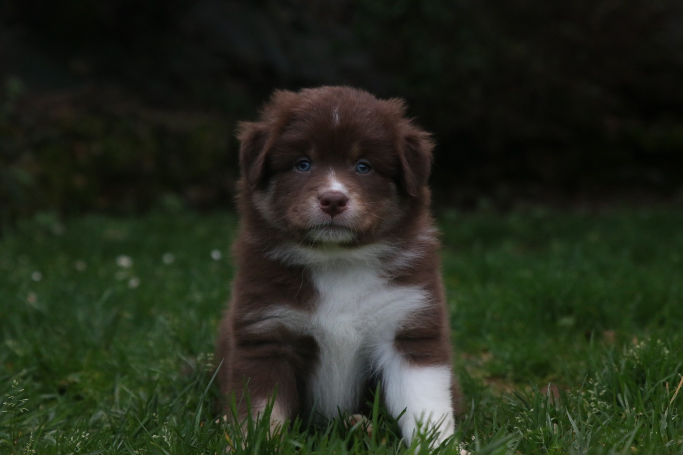 Pearls'Love Lee - Chiots disponibles - Berger Australien