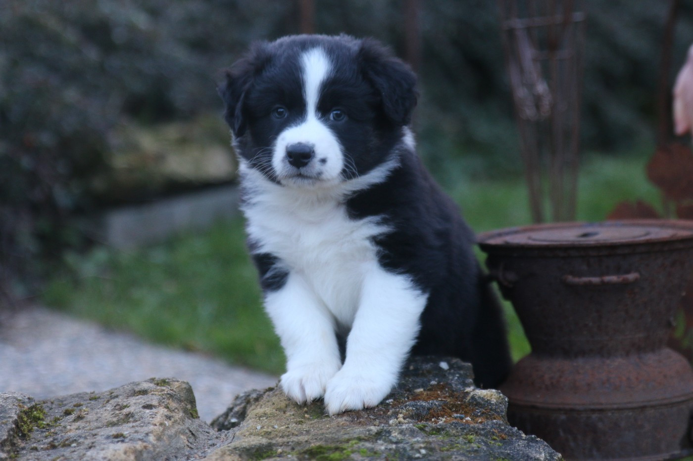 Pearls'Love Lee - Chiots disponibles - Berger Australien