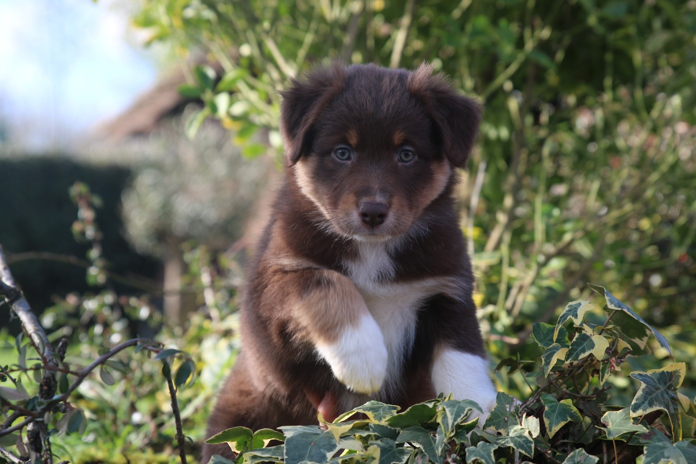 Pearls'Love Lee - Chiots disponibles - Berger Australien