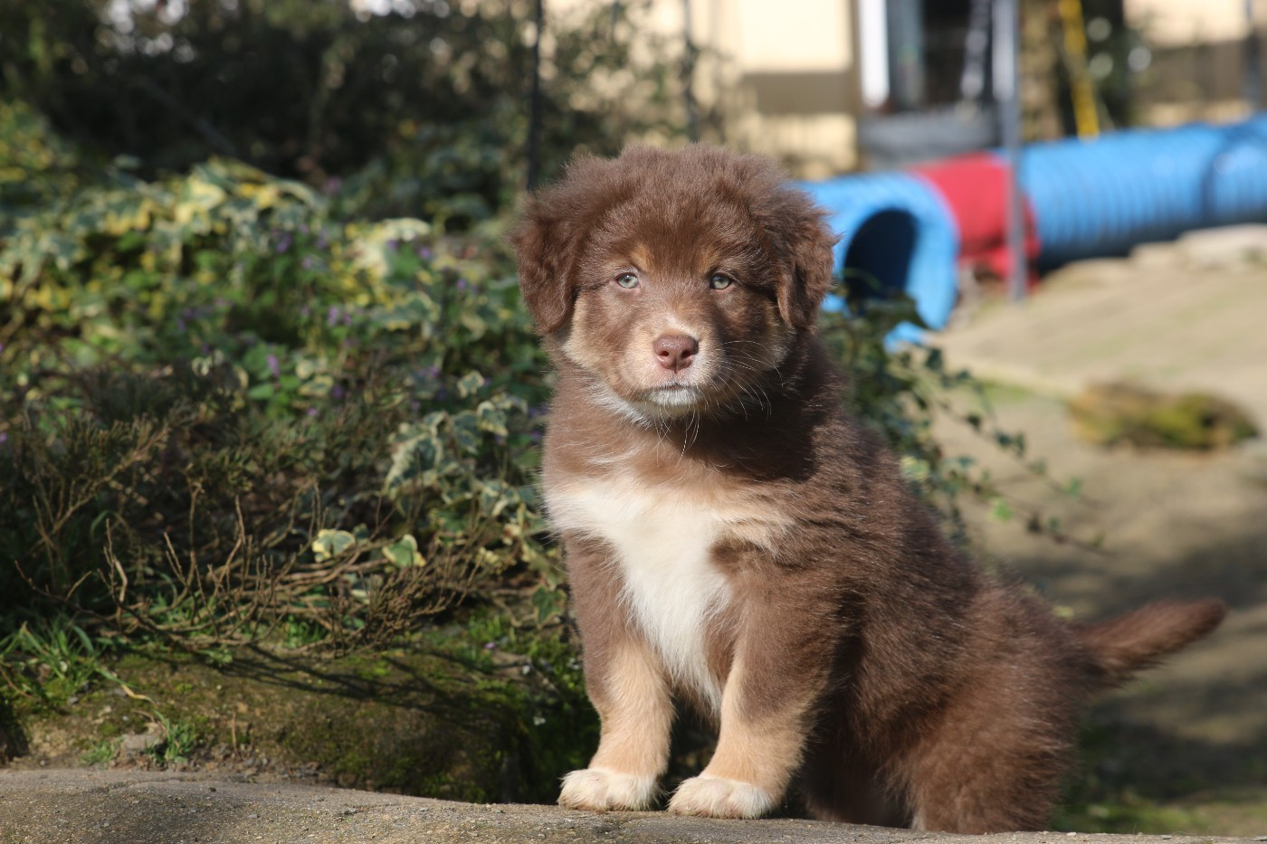 Pearls'Love Lee - Chiots disponibles - Berger Australien